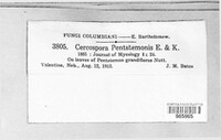 Cercospora penstemonis image